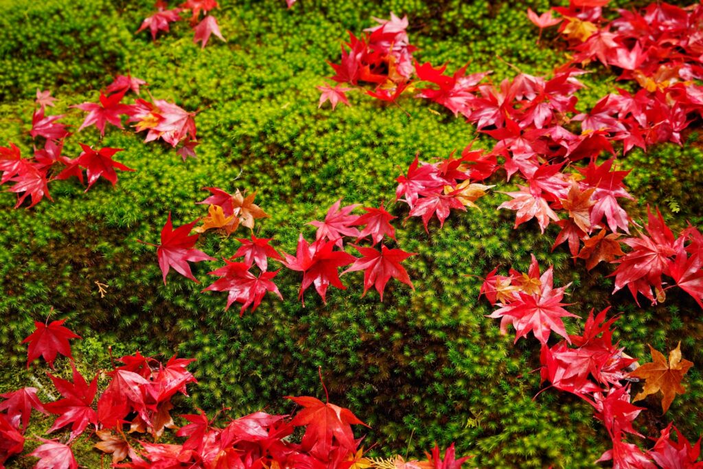 12月の「ヴィープの日」は 12/1(月)に行います