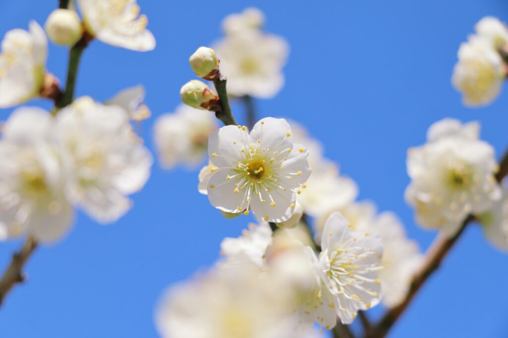 2026年3月の「ヴィープの日」は 3/5(木)に行います