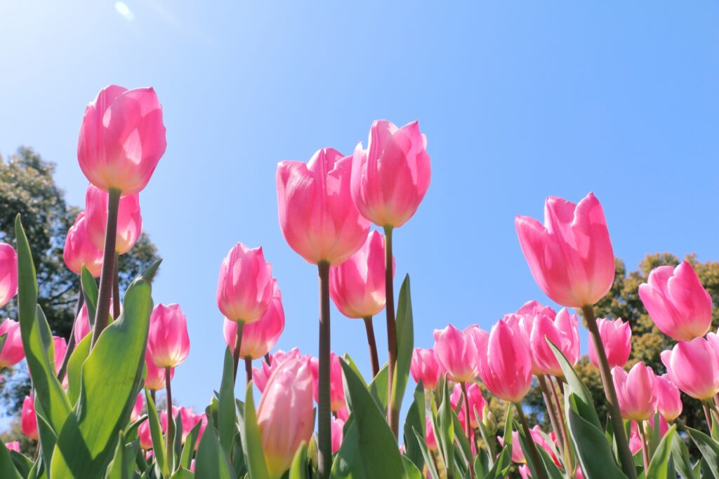 2026年4月の「ヴィープの日」は 4/3(金)に行います