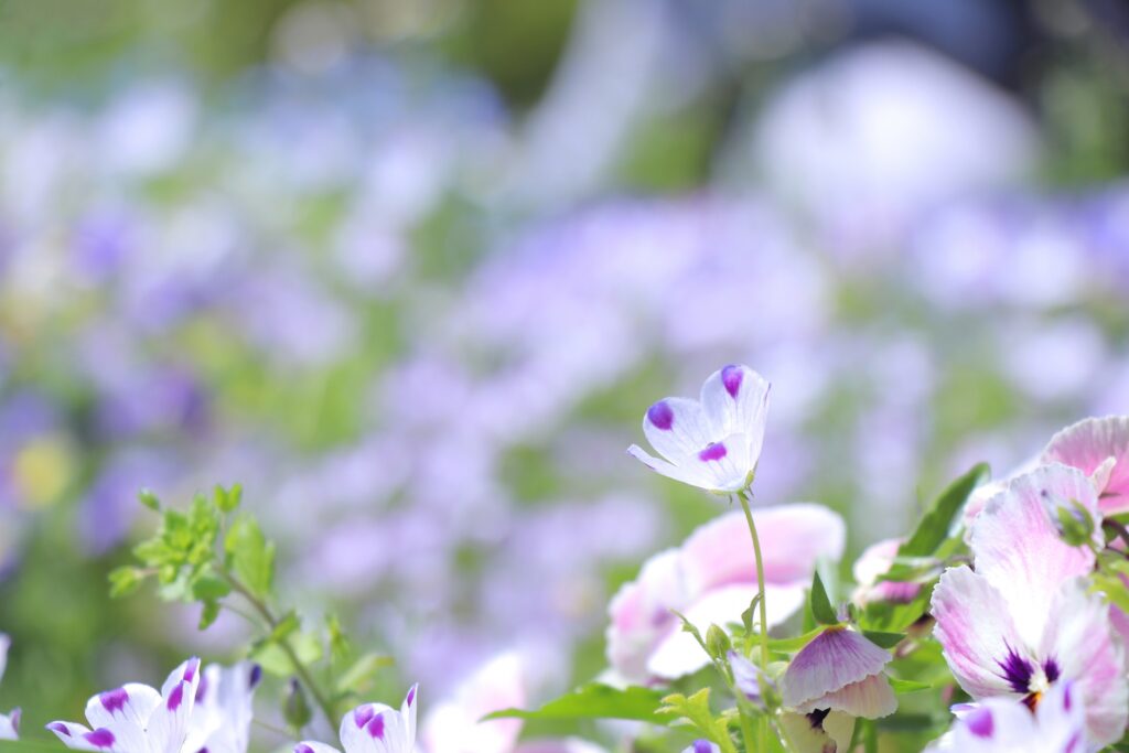 2026年5月の「ヴィープの日」は 5/8(金)に行います